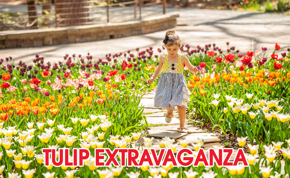 Featured photo for Tulip Extravaganza at Garvan Woodland Gardens.