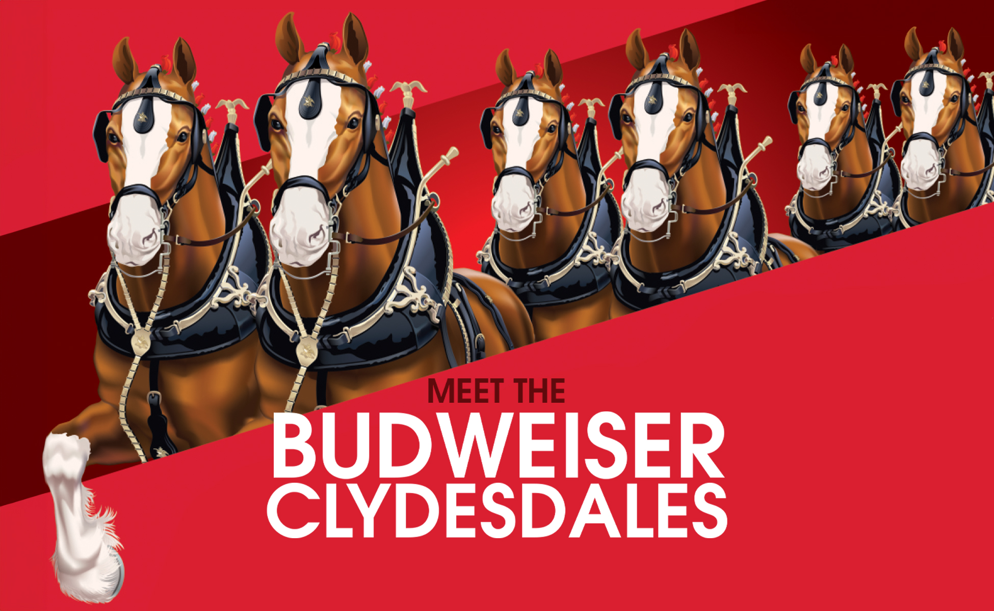 FREE! Meet the Budweiser Clydesdales